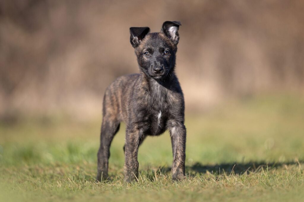 The Science of Sniffing: How Scent Improves Your Dog's Mental Health 2 working-puppy-training