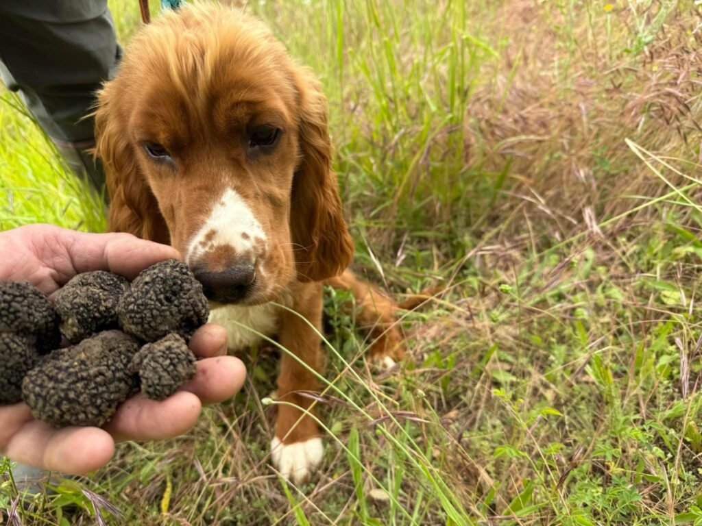 5 Best Dog Breeds for Truffle Hunting (And Why) 2 truffle dog training