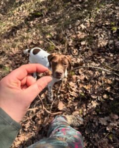 K9 Sciences Blog 2 truffle hunting dog online training