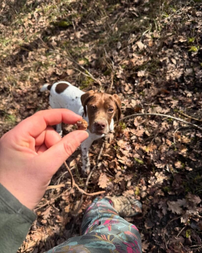 Truffle Dogs: What Really Drives Their Sense of Smell? Science vs. Myth 1 truffle hunting dog online training