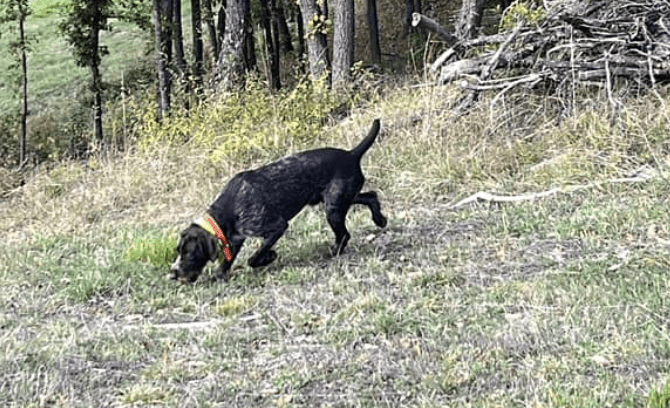 Truffles and the Environment: The Role of the Dog in Sustainability 1 conservation detection dog training